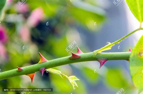 月季有刺嗎|月季花有刺嗎